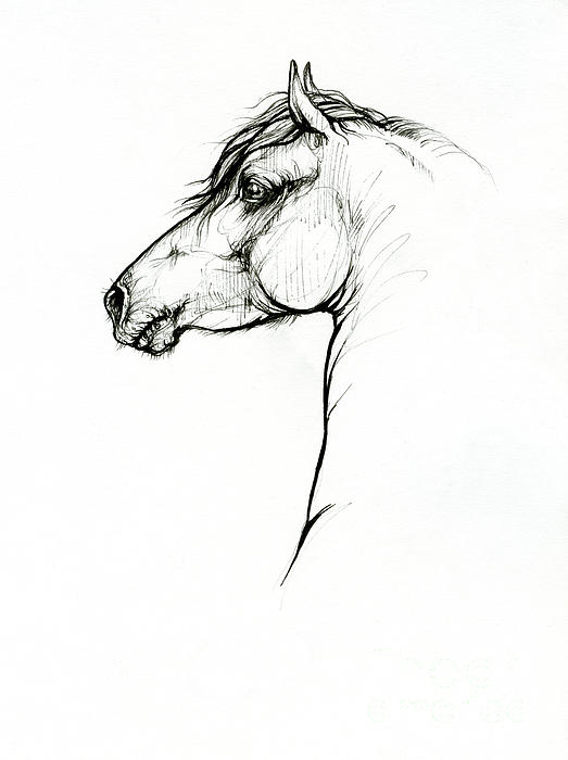 Horse head by Angel Ciesniarska Horse head by Angel Ciesniarska